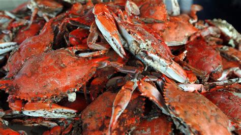 blue crab population in chesapeake bay declines
