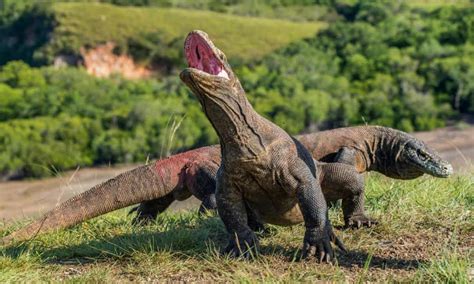 worlds largest living lizard  komodo dragon