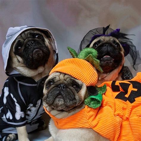 pin  halloween pugs