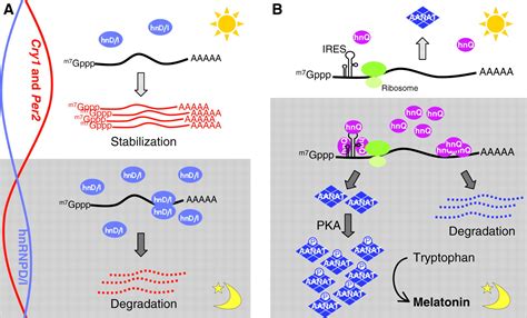 post transcriptional regulation of gene expression