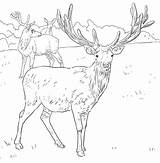Hirsch Mule Doe Supercoloring Ausmalbilder Designlooter Reh Antlers sketch template