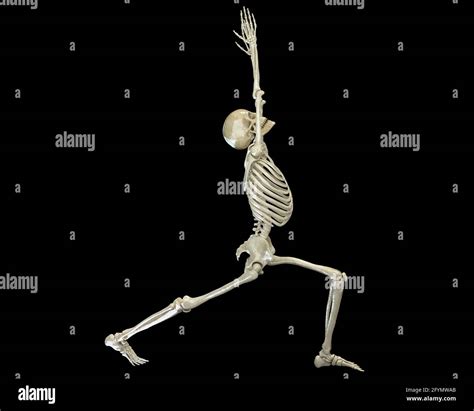 skeleton  warrior  yoga pose illustration stock photo alamy