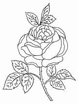 Rose Coloring Bush Pages Getcolorings Blossom sketch template