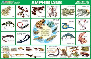 spectrum educational charts chart  amphibians