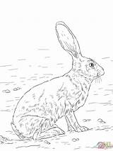 Coloring Rabbit Jack Jackrabbit Pages Drawing Hares Tailed Hare Arctic Animal Getdrawings Drawings 2048px 1536 44kb Book sketch template