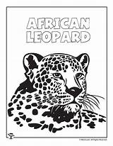 Leopard African Coloring Wall sketch template