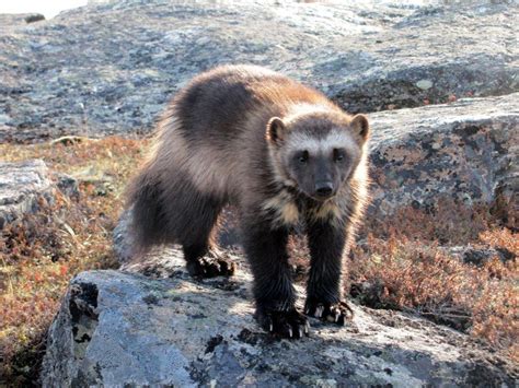 scholarly article sheds light   island wolverines