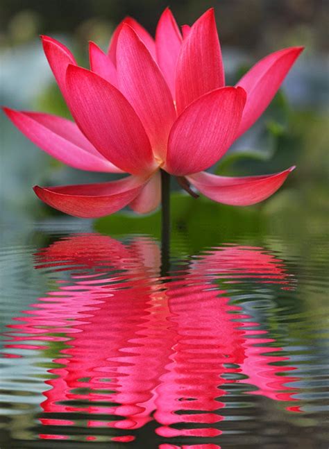 types  lotus flowers sacredsmokeherbalscom
