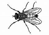 Mosca Fliege Mouche Malvorlage Vlieg Fly Coloriage Insectos Malvorlagen Ausdrucken Abbildung Große sketch template