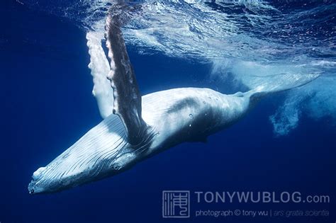 humpback whales in tonga 2013 part 3