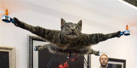 cat drone orvillecopter  drone  shook  world