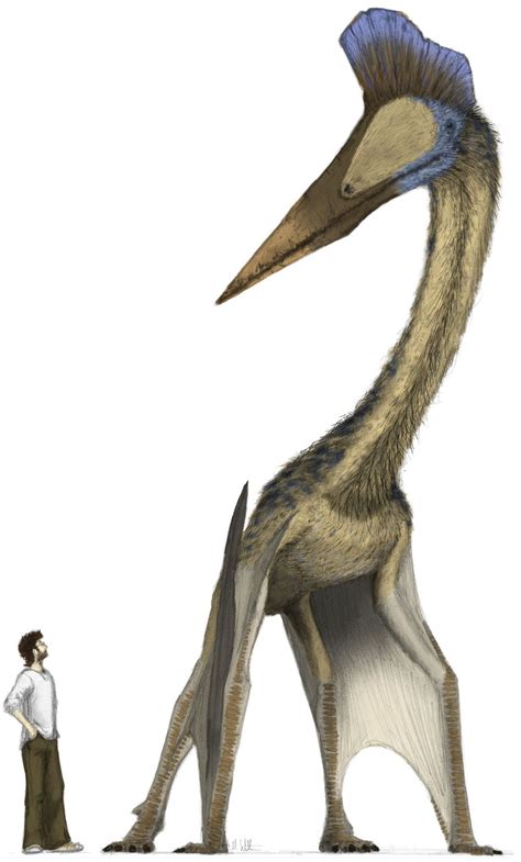 Hatzegopteryx Dinopedia Fandom Powered By Wikia