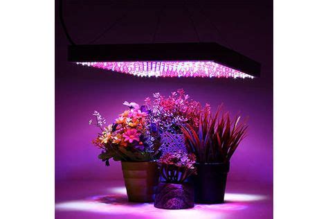 artificial sunlight lamp  plants reviews images