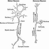 Nervous Neuron Central Dummies Neurons Science Physiology Nervioso Carries Signals Functions sketch template