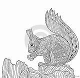 Zenart Zentangle Squirrel Adults Coloring Book Vector Illustration Stock Drawn Hand Style sketch template