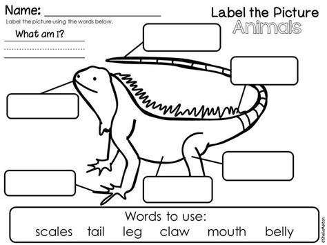 animal characteristics label  animal freebie st grade science words   writing center