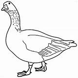 Goose Coloring Canada Beautiful Geese Drawing Color Pages Canadian Netart Getdrawings sketch template