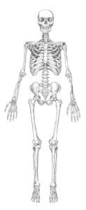 skelett bastelvorlage biologie