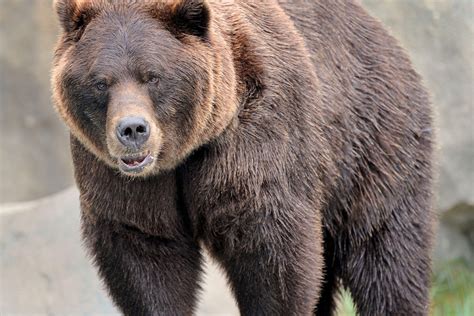 grizzly bear  wallpicsnet