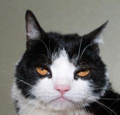 grumpy cats brother pokey google search bad cats silly cats cute