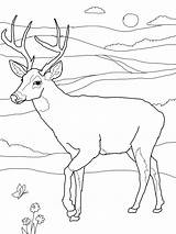 Deer Coloring Pages Printable Whitetail Kids sketch template