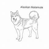 Malamute Alaskan Dog Drawing Breeds List Sketch Puppy sketch template