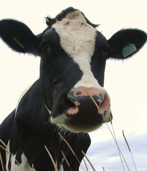 dairy  face