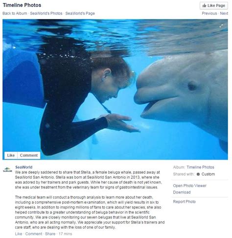 two year old beluga whale dies at seaworld san antonio san antonio
