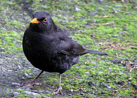 filemale blackbird bjpg