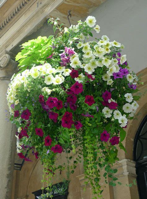 Best Flowers For Hanging Baskets Beautiful Flower Arrangements And