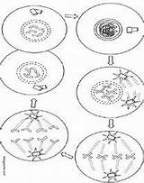 Mitosis Anaphase sketch template