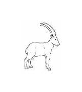 Ibex Coloring Animals Pages sketch template
