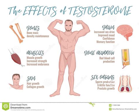 testosterone effects infographics stock vector