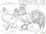 Coloring Rooster Hen Chicken Pages Drawing Printable Clipart Chicks Supercoloring Adults Poule Et Coq Super Coloriage Silhouettes sketch template