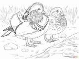 Coloring Mandarin Duck Pages Male Female Canard Wood Drawing Duckling Et Printable Color Coloriage Adult Sheet Imprimer Femelle Print Steer sketch template