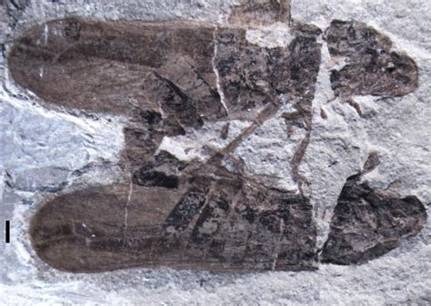 oldest known fossil of copulating insects discovered in