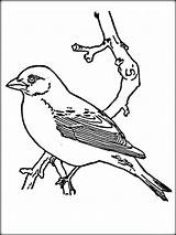 Bird Realistic Drawing Getdrawings Coloring sketch template
