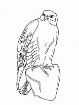 Falcon Coloring Pages Falcons Birds Falke Ausmalbilder Kids Funnycoloring Printable Colouring Choose Board Color Advertisement Recommended sketch template