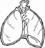 Lungs Coloring Pages Printable Getcolorings Getdrawings Comments sketch template