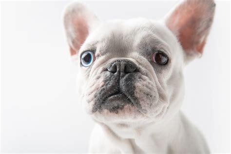 clean french bulldog ears  guide  frenchie