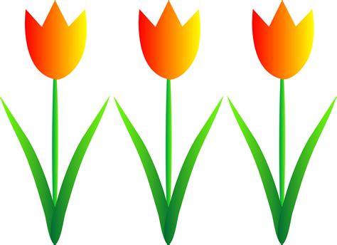 colorful spring tulips  clip art