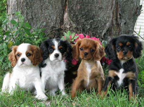 cavalier king charles spaniel puppies puppies dog breed information image pictures