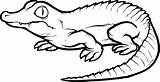 Crocodile Coloring sketch template