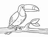 Toucan Coloring Coloringcrew sketch template