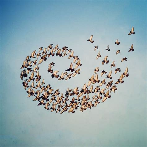 flying formation  series  digital photo collages  birds flying  precise geometric