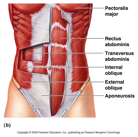 abdominal muscles chiropractor soft tissue clinic  south bay los