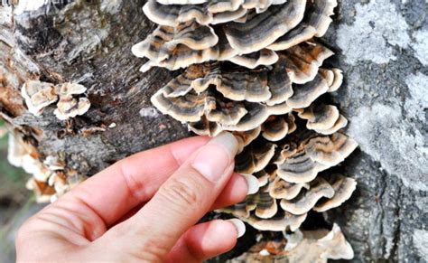 a complete guide to turkey tail mushrooms grocycle