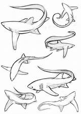 Shark Thresher Tattoo Sharks Drawing Drawings Coloring Tails Tattoos These Pages Animal Animals Sketches Bull Nurse Sea Dibujos Simple Reference sketch template