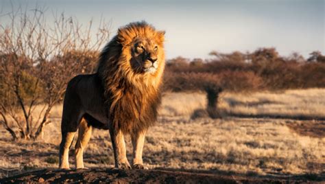 leeuw ernstig bedreigd met uitsterven extra gevaar uit onverwachte hoek