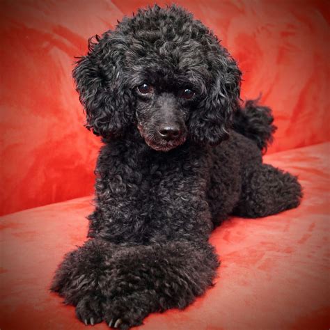 pin  nannette traute  pudel poodle haircut toy poodle haircut